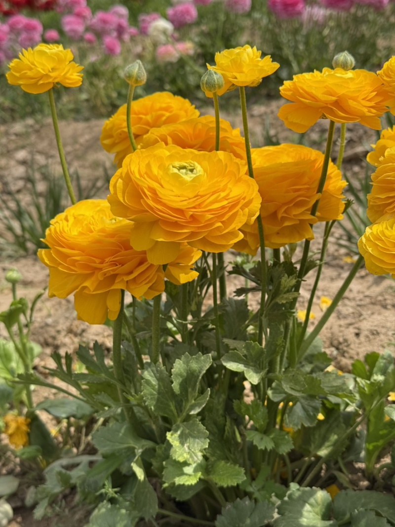 一手货源自家苗圃催芽花毛茛种球重瓣洋牡丹球根多年生耐寒花卉
