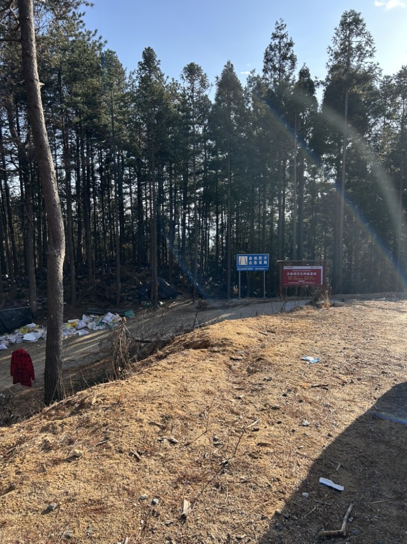湖北黄冈罗田正宗大别山新鲜天麻，干天麻乌红杂交天麻，菜麻