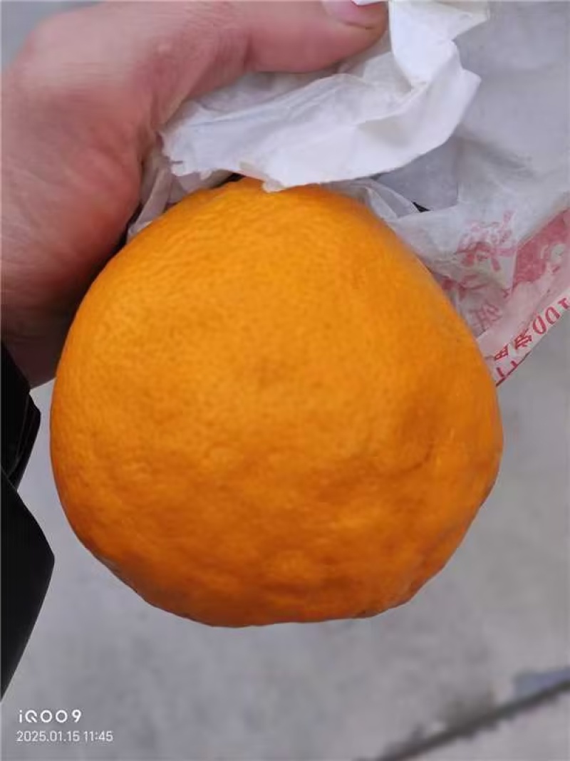 【推荐】春见柑桔耙耙柑产地直发对接电商市场等