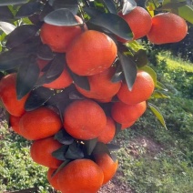 默科特，二月桔