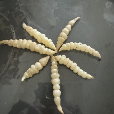 螺丝菜湖北螺丝菜云南螺丝菜/全国发货/颜色净/对接全国发