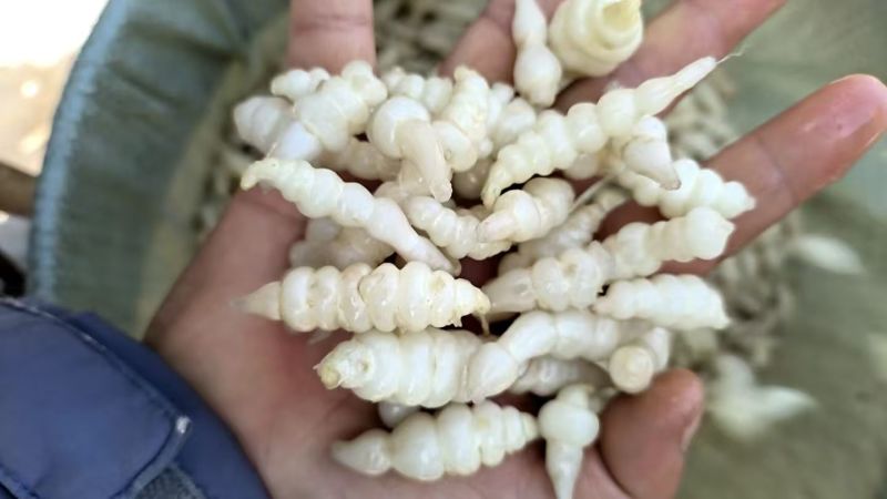 螺丝菜湖北螺丝菜云南螺丝菜/全国发货/颜色净/对接全国发