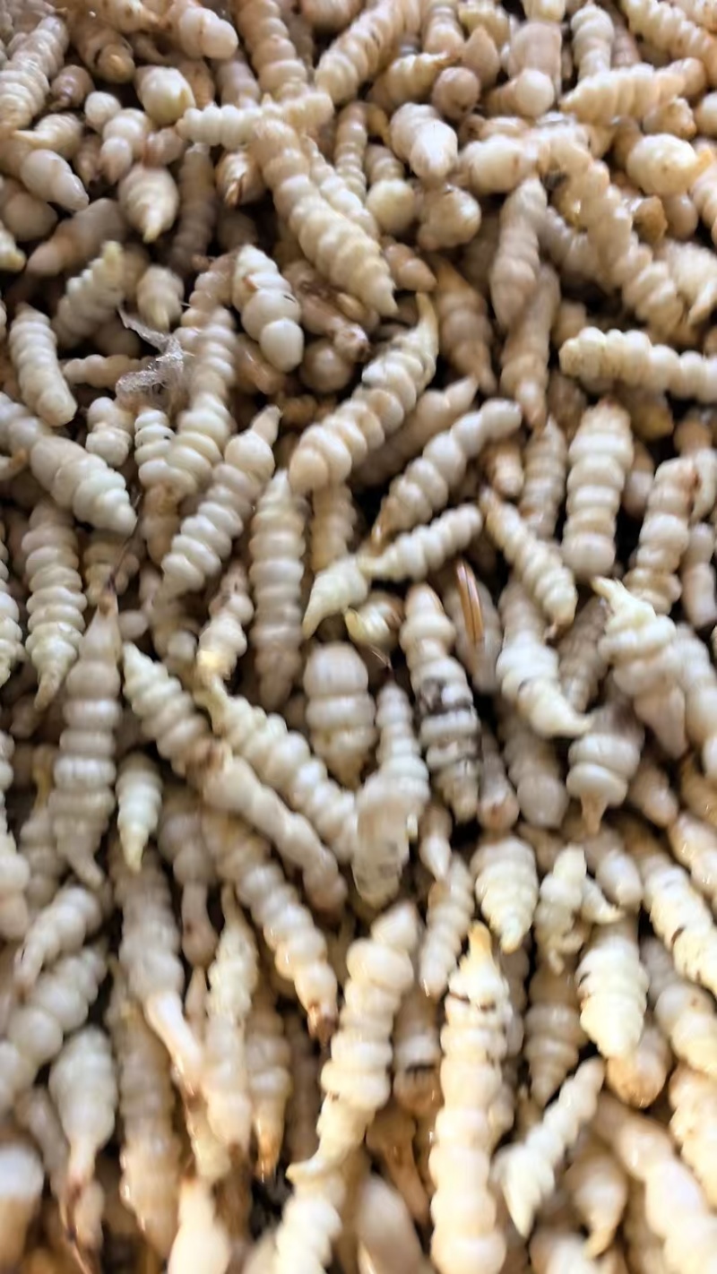 螺丝菜湖北螺丝菜云南螺丝菜/全国发货/颜色净/对接全国发