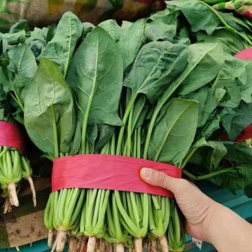 基地菠菜量大优惠