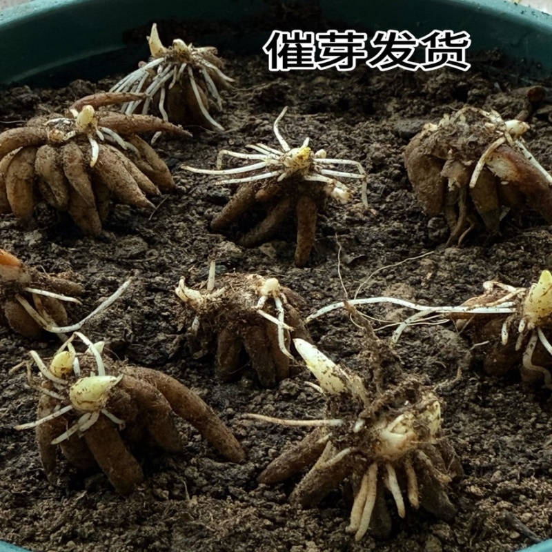 催芽洋牡丹种球多年生花毛茛耐寒易养活花卉承接工程绿化城市装点