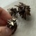 催芽洋牡丹种球多年生花毛茛耐寒易养活花卉承接工程绿化城市装点