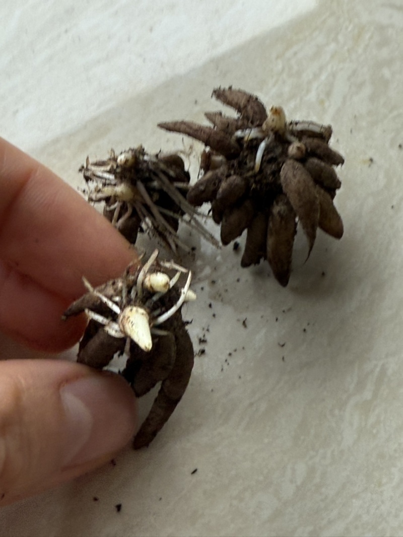 催芽洋牡丹种球多年生花毛茛耐寒易养活花卉承接工程绿化城市装点