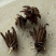 催芽洋牡丹种球多年生花毛茛耐寒易养活花卉承接工程绿化城市装点
