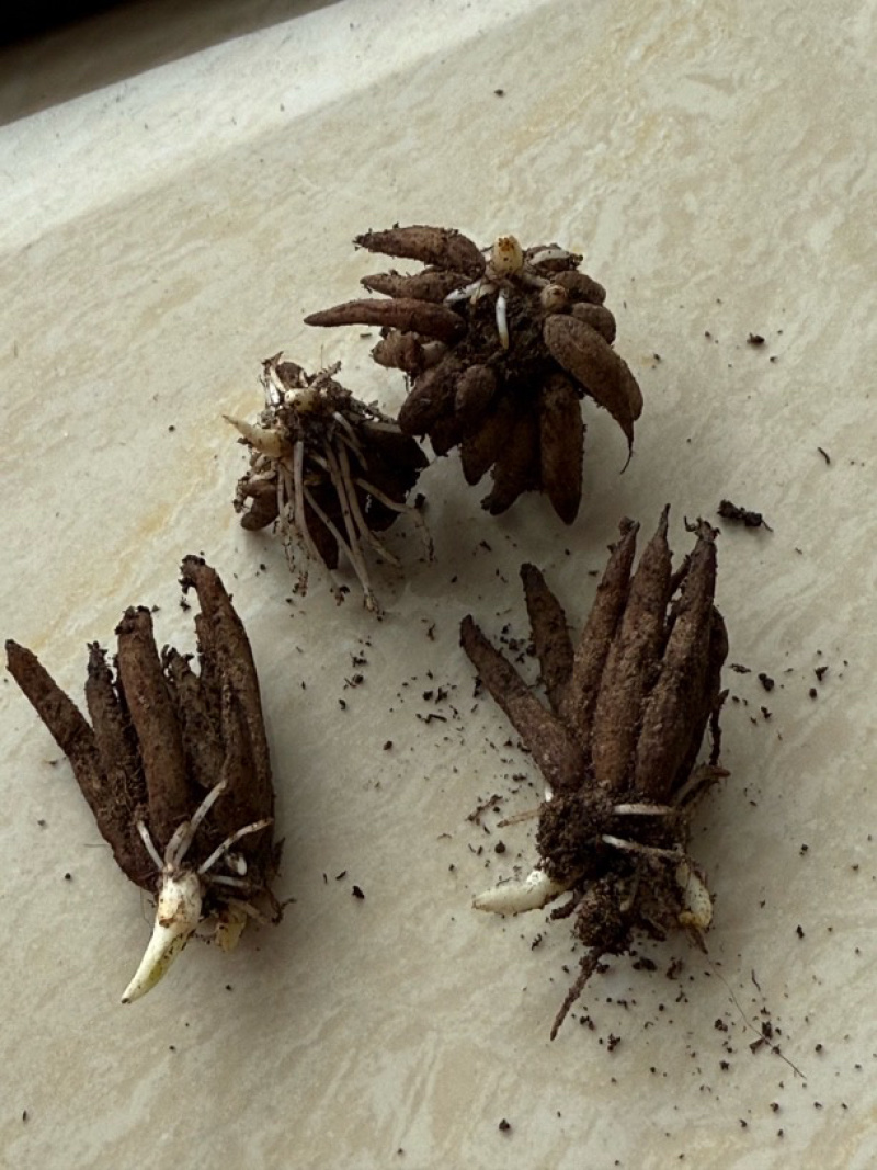 催芽洋牡丹种球多年生花毛茛耐寒易养活花卉承接工程绿化城市装点