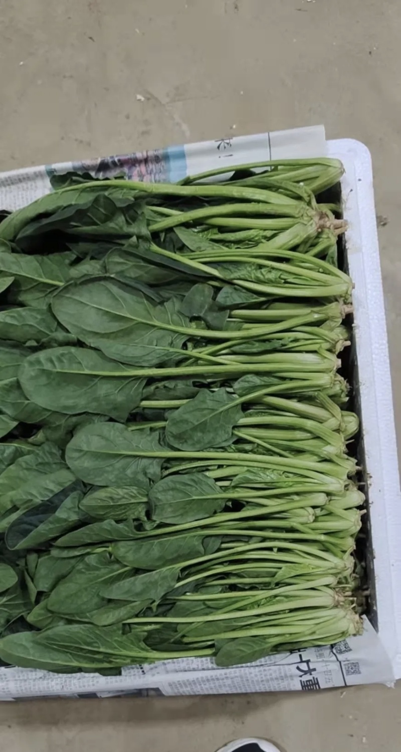 基地菠菜量大优惠
