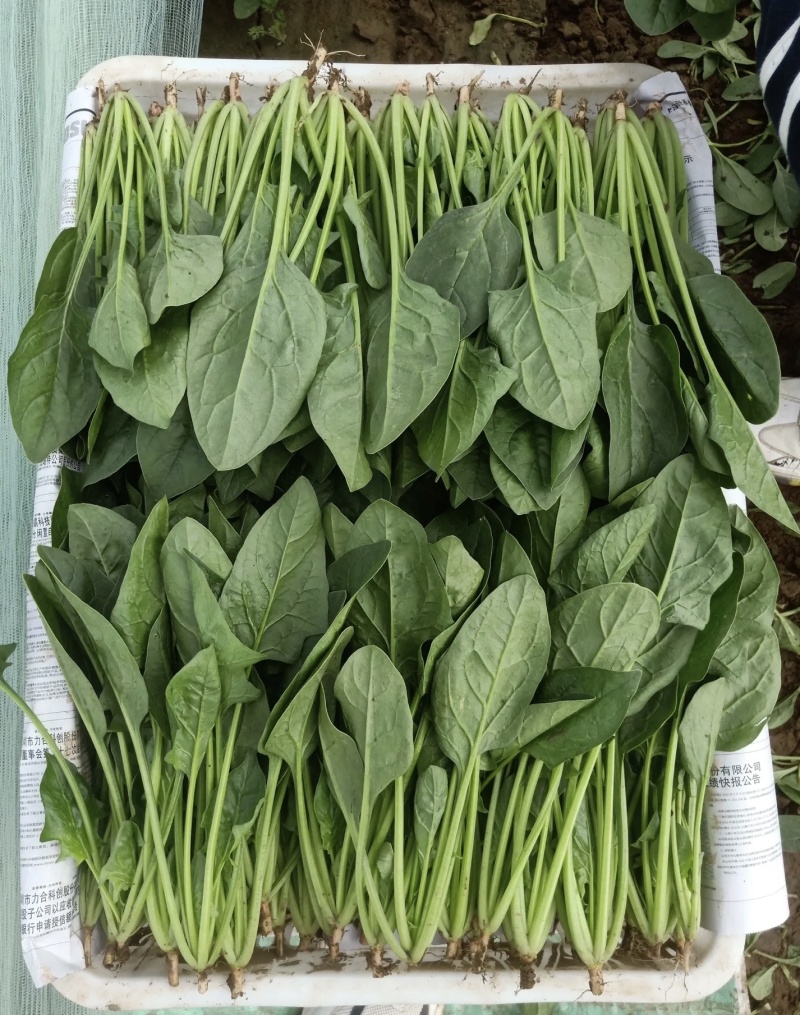 基地菠菜量大优惠