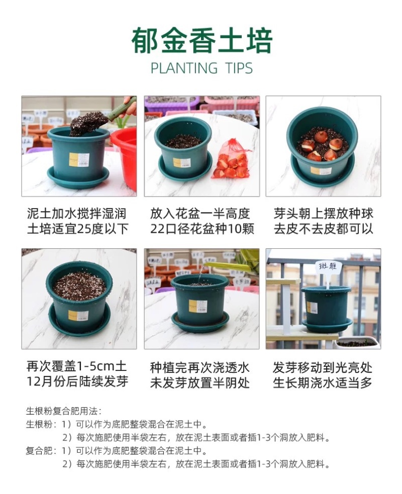 进口郁金香自然球范伊克11➕种球耐寒花卉成活率高易管理