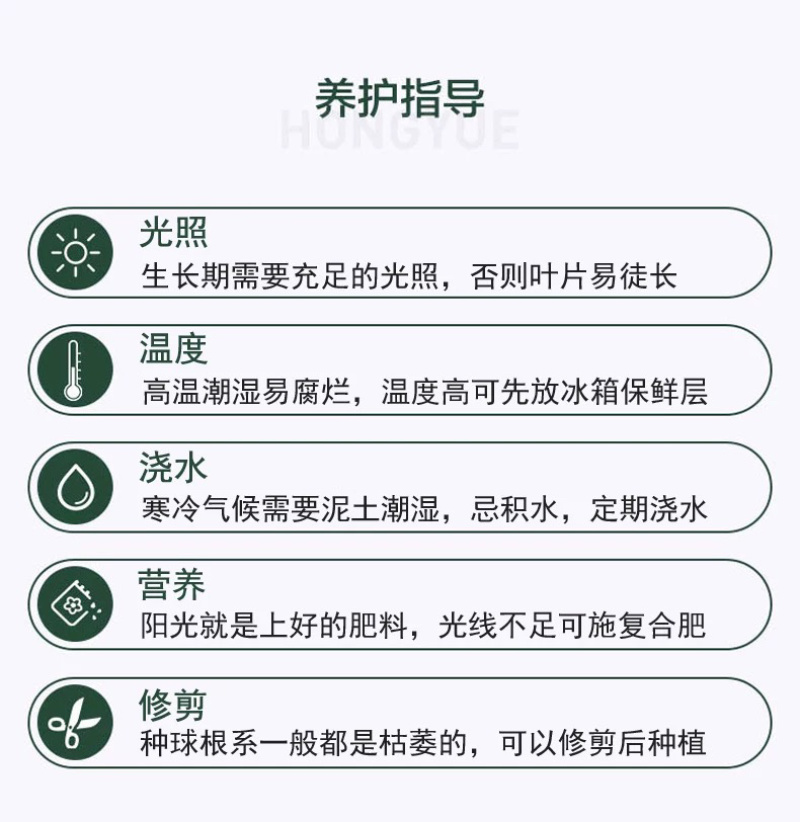 进口郁金香自然球范伊克11➕种球耐寒花卉成活率高易管理