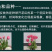 进口郁金香自然球范伊克11➕种球耐寒花卉成活率高易管理