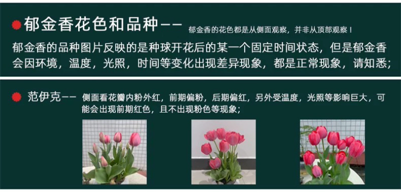 进口郁金香自然球范伊克11➕种球耐寒花卉成活率高易管理