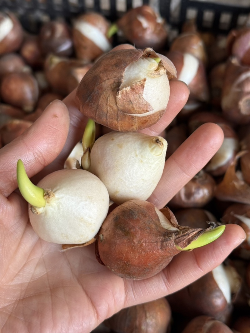 进口郁金香自然球范伊克11➕种球耐寒花卉成活率高易管理