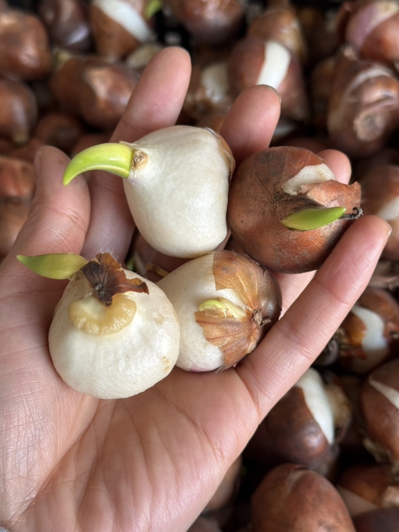 进口郁金香自然球范伊克11➕种球耐寒花卉成活率高易管理