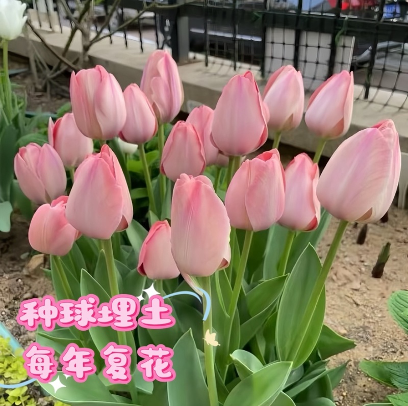 进口郁金香自然球范伊克11➕种球耐寒花卉成活率高易管理