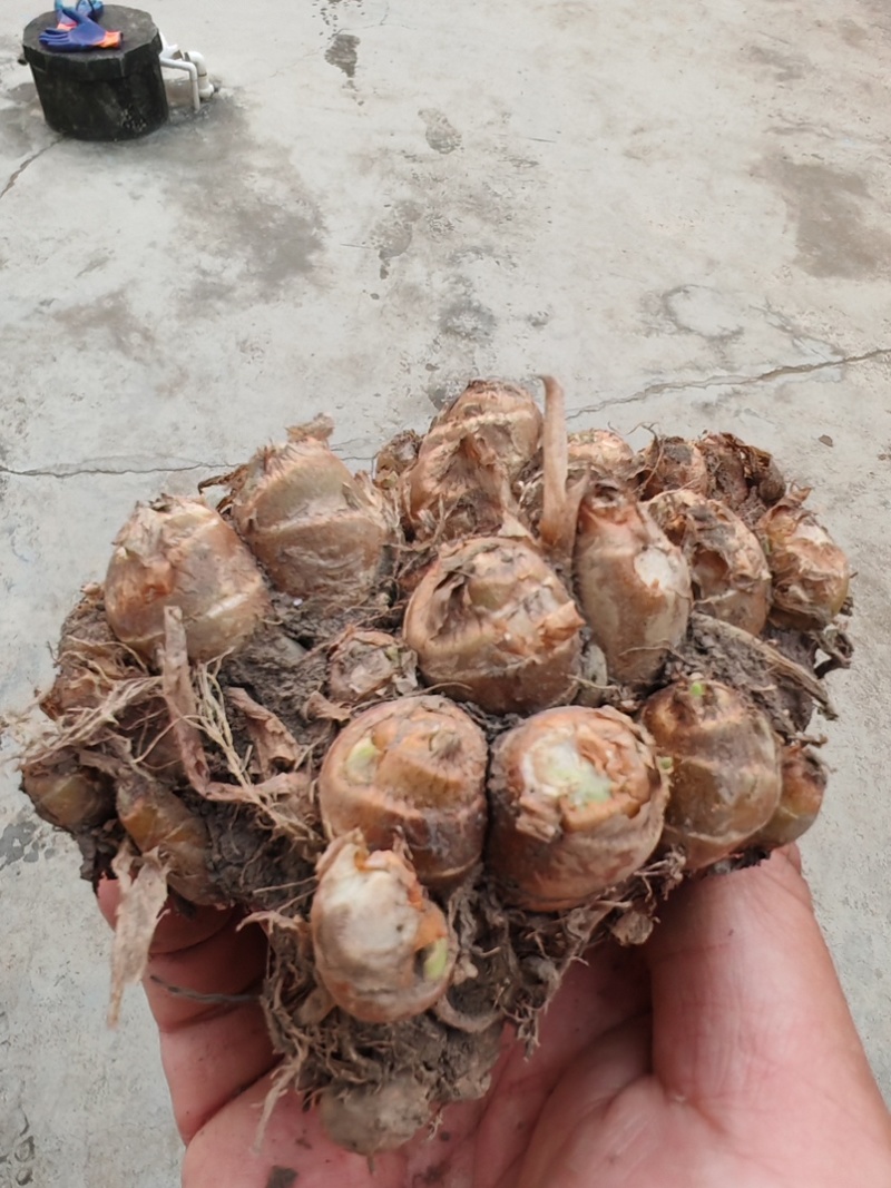 北坡沙姜待售，2.5亩，约10000斤，需要的老板联系我