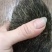 猪宝一手货源质量保证可视频看货欢迎咨询