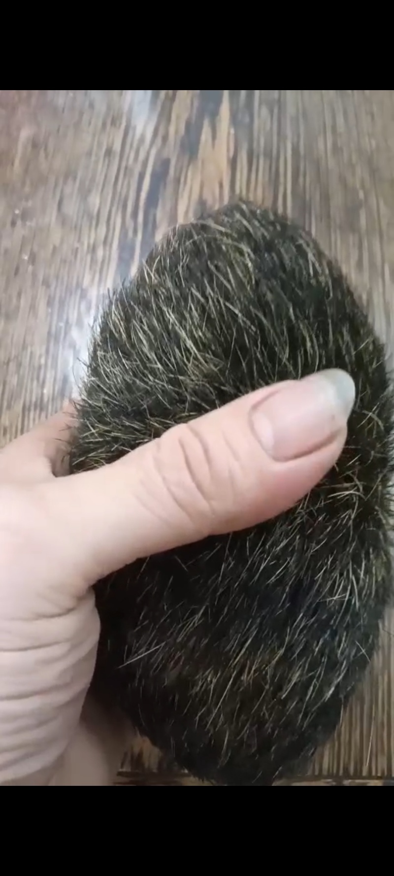 猪宝一手货源质量保证可视频看货欢迎咨询