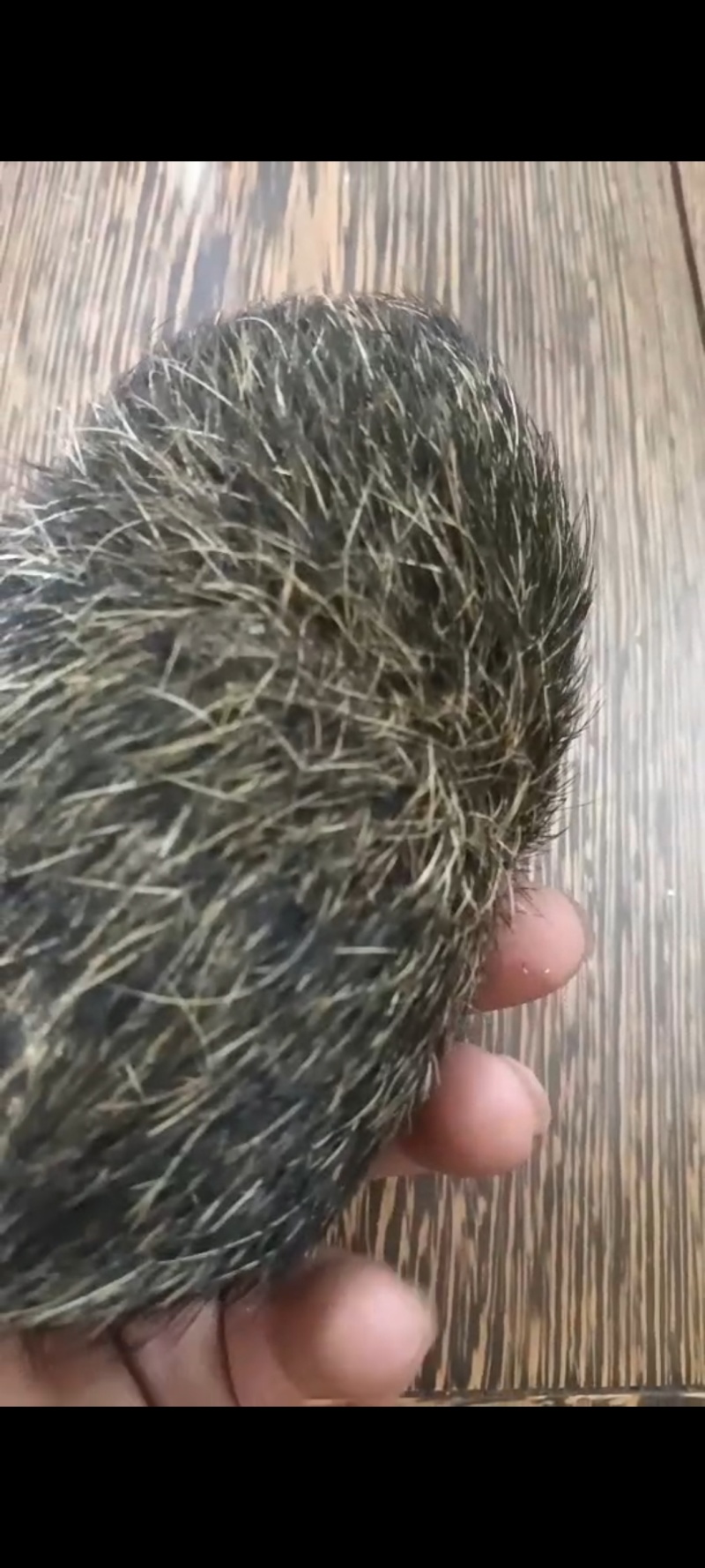 猪宝一手货源质量保证可视频看货欢迎咨询