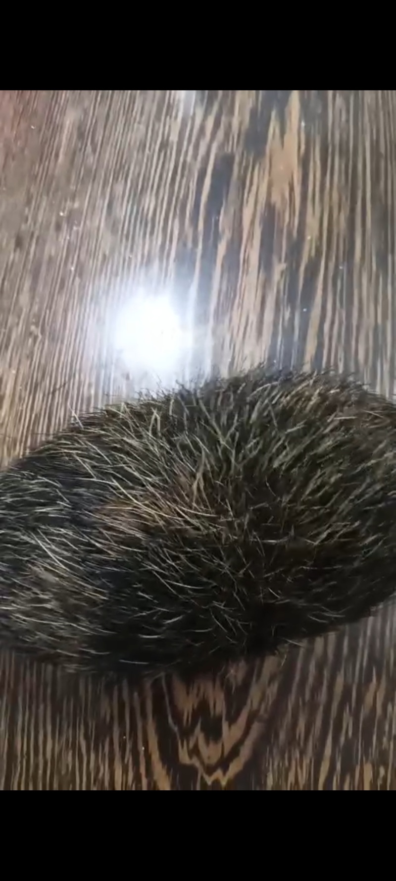 猪宝一手货源质量保证可视频看货欢迎咨询