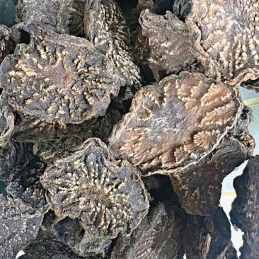 肉苁蓉片新疆肉苁蓉精选大片纹理清晰全干无硫新货