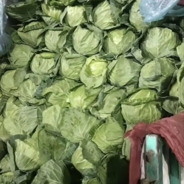 精品甘蓝，大棚甘蓝，质量高，颜色好