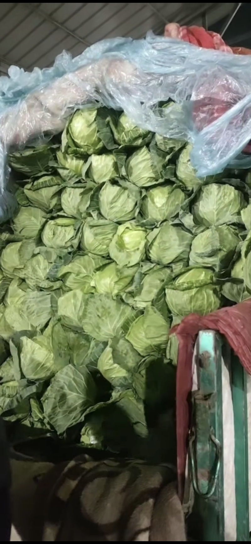 精品甘蓝，大棚甘蓝，质量高，颜色好