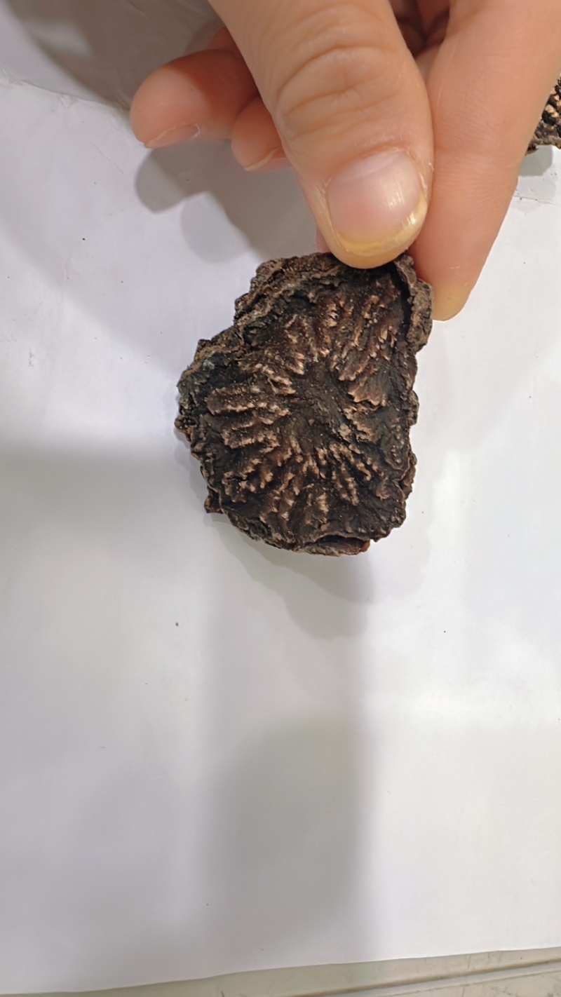 肉苁蓉片新疆肉苁蓉精选大片纹理清晰全干无硫新货