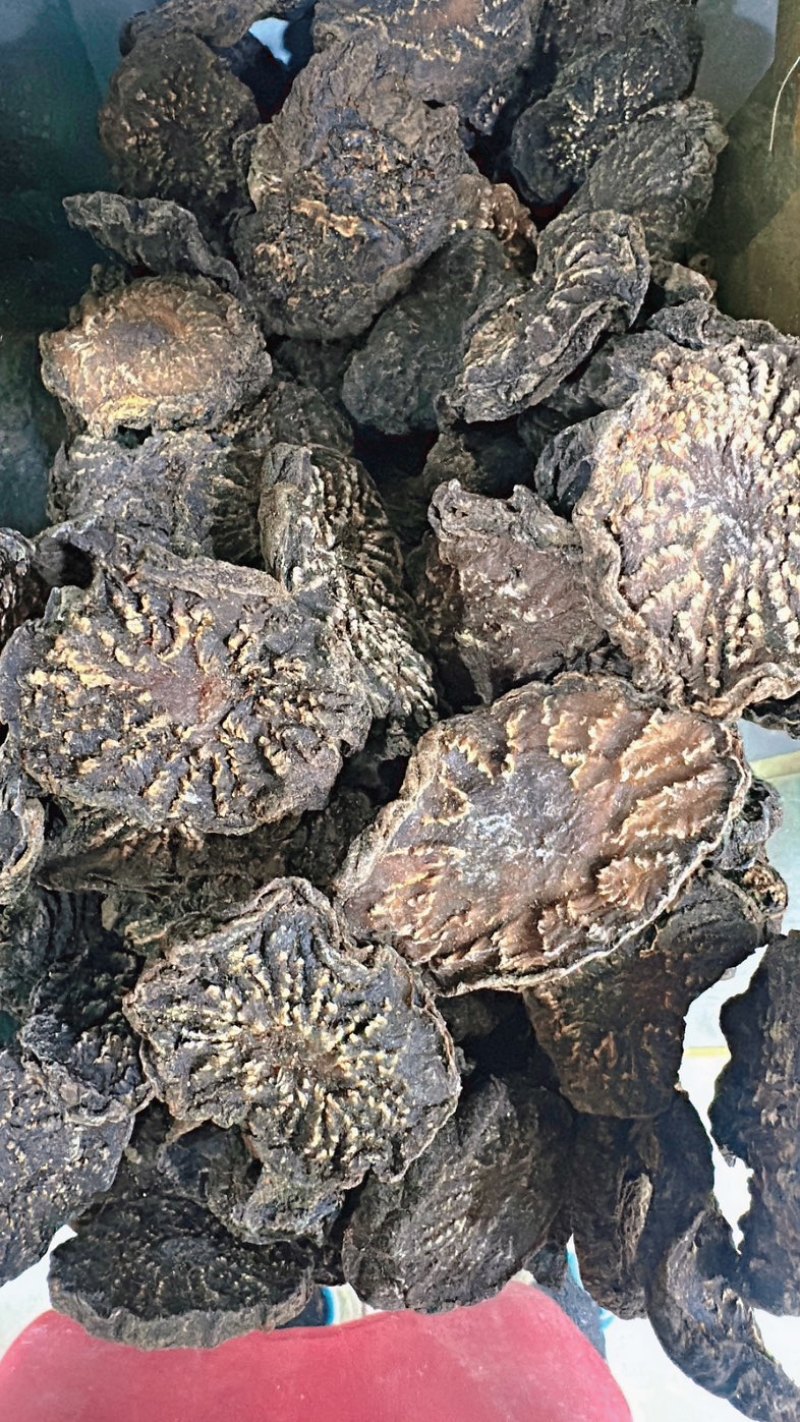 肉苁蓉片新疆肉苁蓉精选大片纹理清晰全干无硫新货