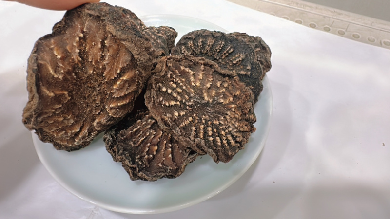 肉苁蓉片新疆肉苁蓉精选大片纹理清晰全干无硫新货