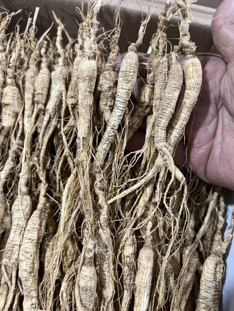 林下参池底14—5年，没有秀，打粉，煲汤，泡茶