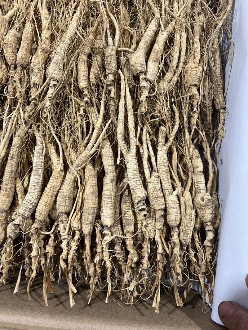 林下参池底14—5年，没有秀，打粉，煲汤，泡茶