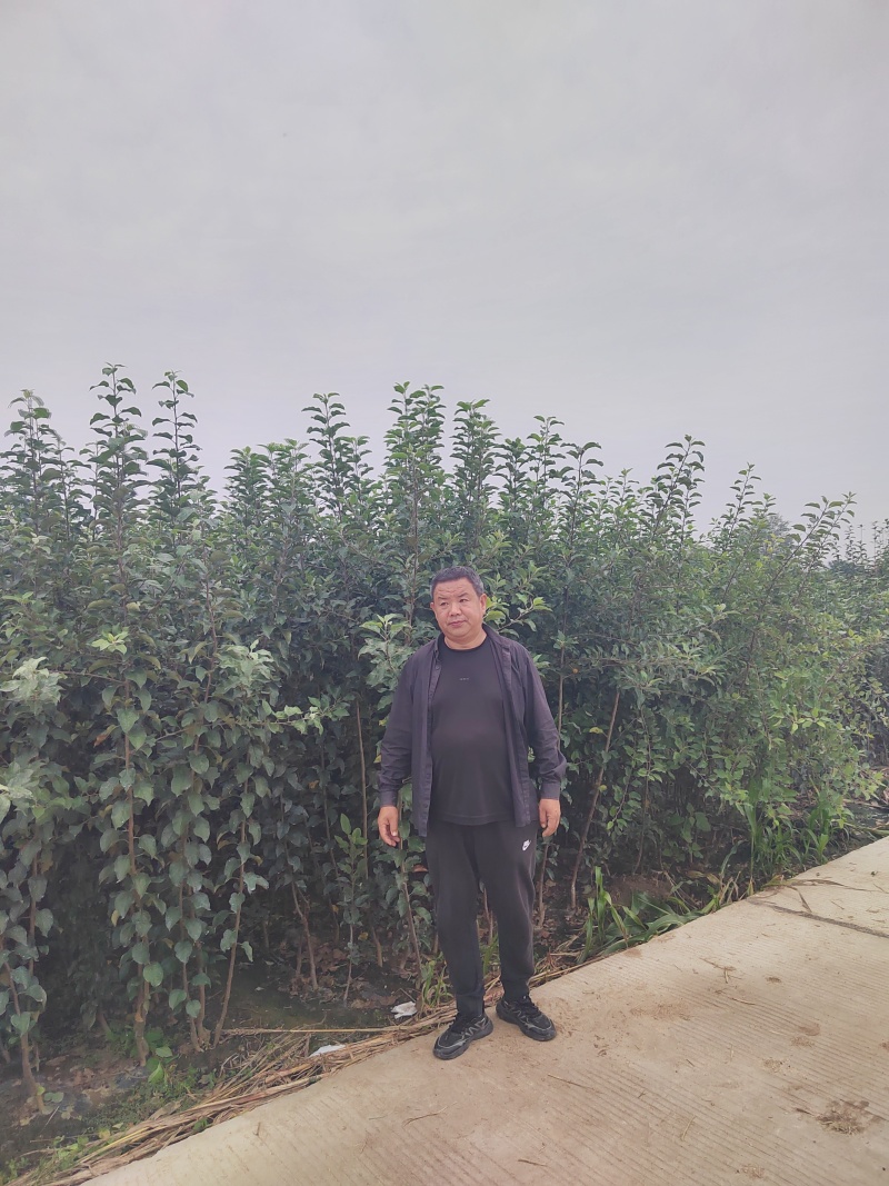 烟富8苹果苗红思尼克苹果苗2001苹果苗