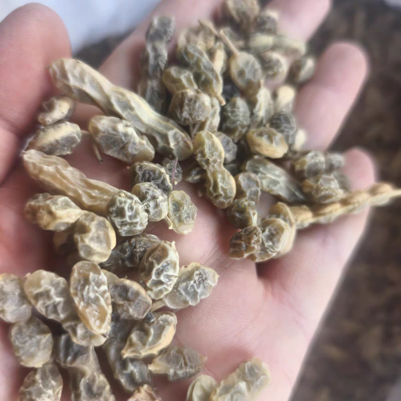 生槐角槐豆角槐实槐子槐连豆新货无硫保质保量
