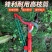 园林剪刀果树高枝剪伸缩高空剪高枝锯修枝锯修剪树枝剪刀
