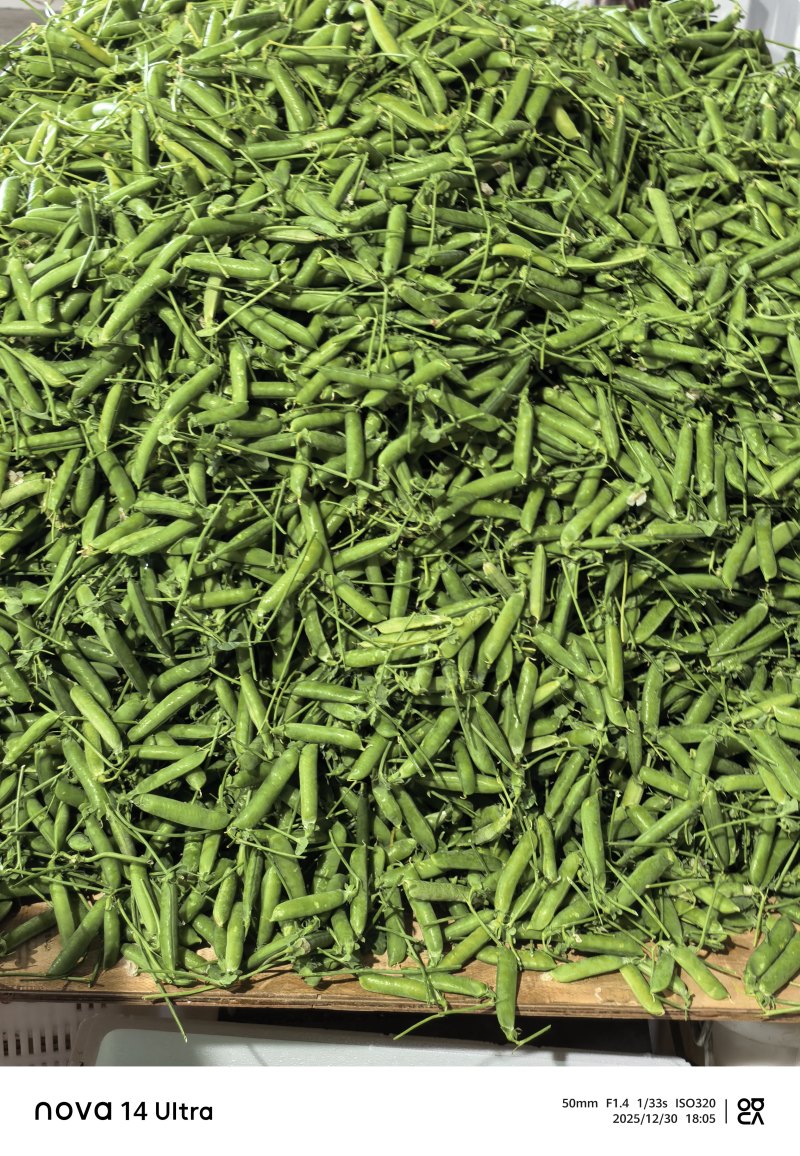 保山长寿豆豌豆上市了，颗粒饱满长短均匀，口感**