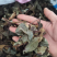 肿节风，九节茶，草珊瑚，新货供应，保质保量，大货批发