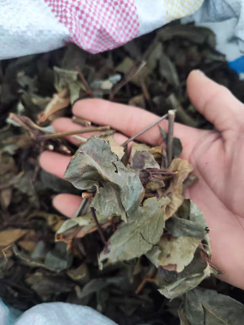 肿节风，九节茶，草珊瑚，新货供应，保质保量，大货批发