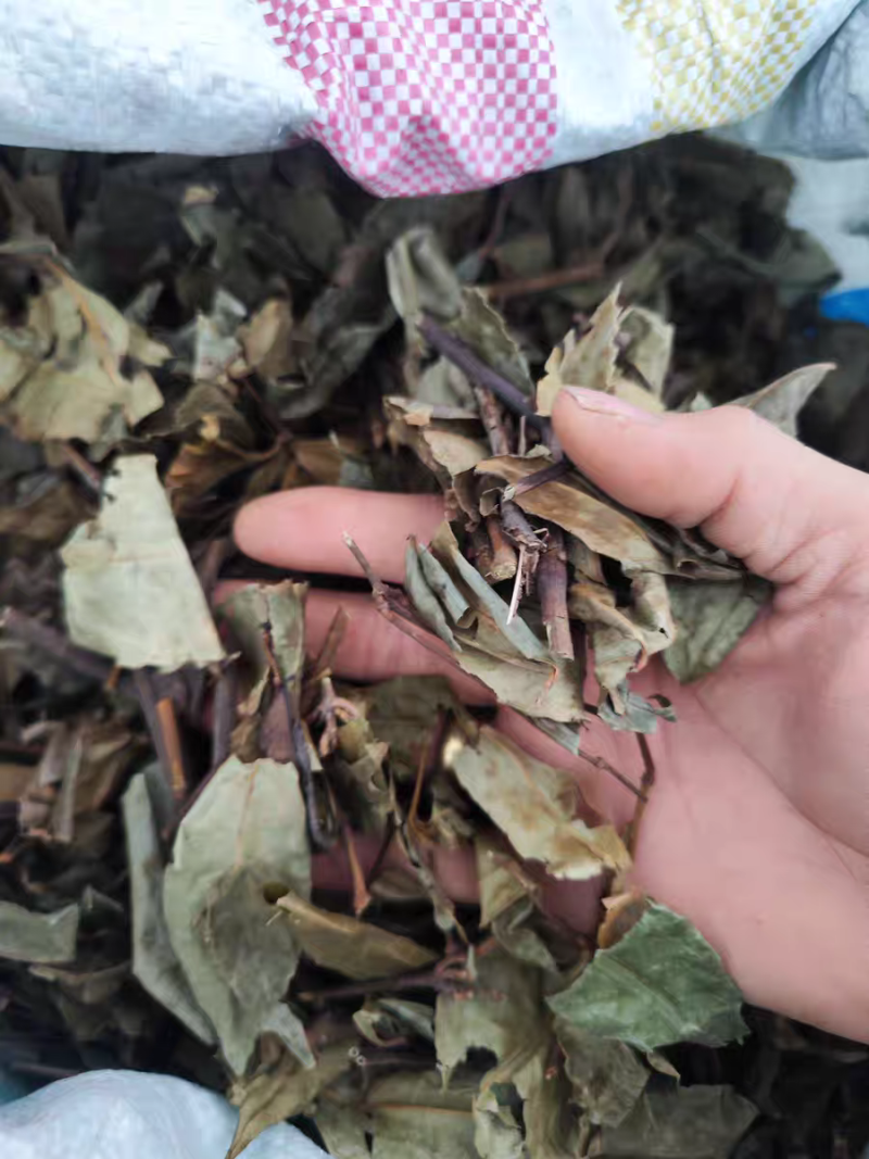 肿节风，九节茶，草珊瑚，新货供应，保质保量，大货批发