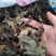 肿节风，九节茶，草珊瑚，新货供应，保质保量，大货批发
