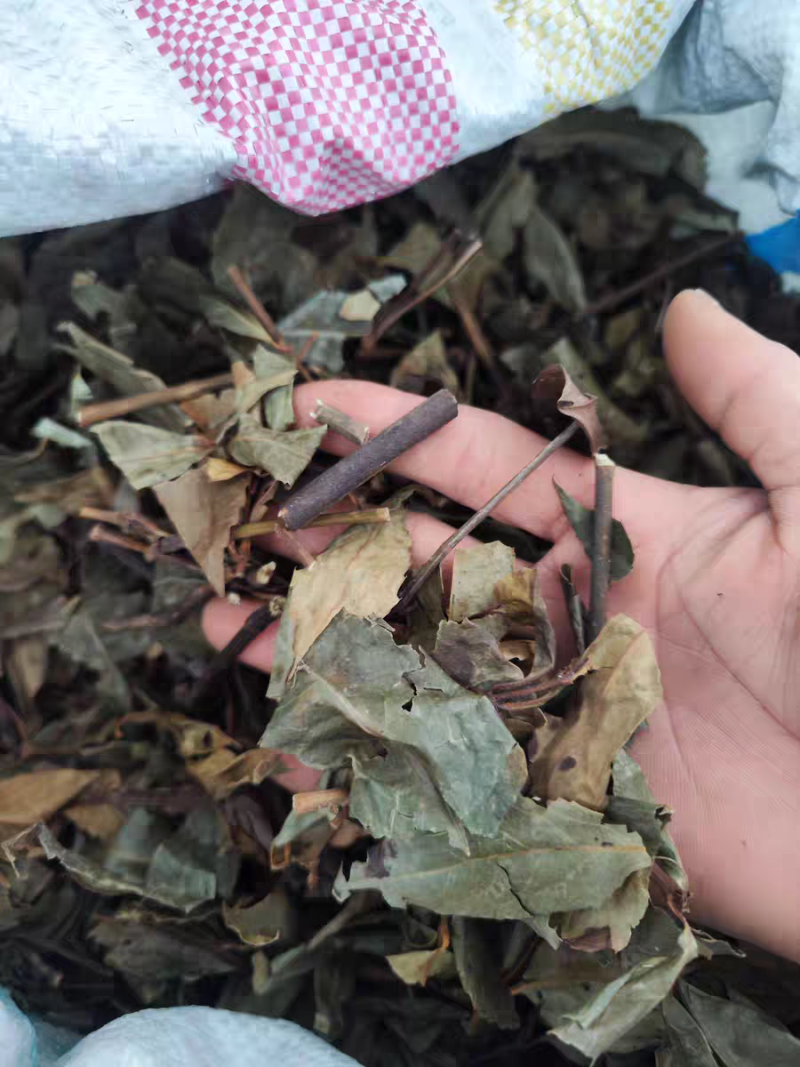 肿节风，九节茶，草珊瑚，新货供应，保质保量，大货批发