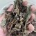 肿节风，九节茶，草珊瑚，新货供应，保质保量，大货批发