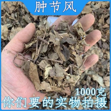 肿节风，九节茶，草珊瑚，新货供应，保质保量，大货批发