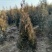 侧柏基地供应，现场看苗，挖苗，负责装车，协助配车，可实地