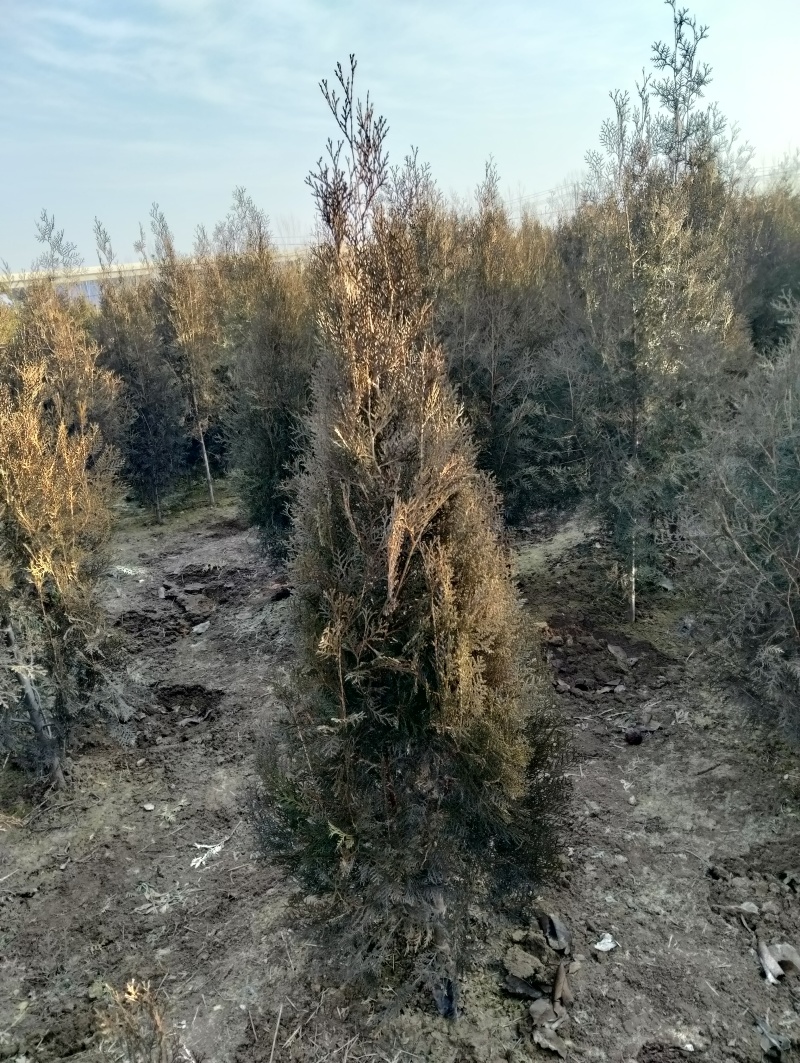 侧柏基地供应，现场看苗，挖苗，负责装车，协助配车，可实地
