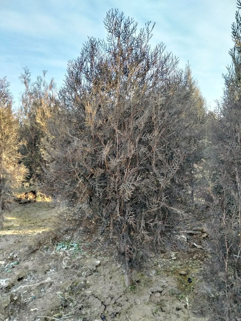 侧柏基地供应，现场看苗，挖苗，负责装车，协助配车，可实地