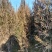侧柏基地供应，现场看苗，挖苗，负责装车，协助配车，可实地